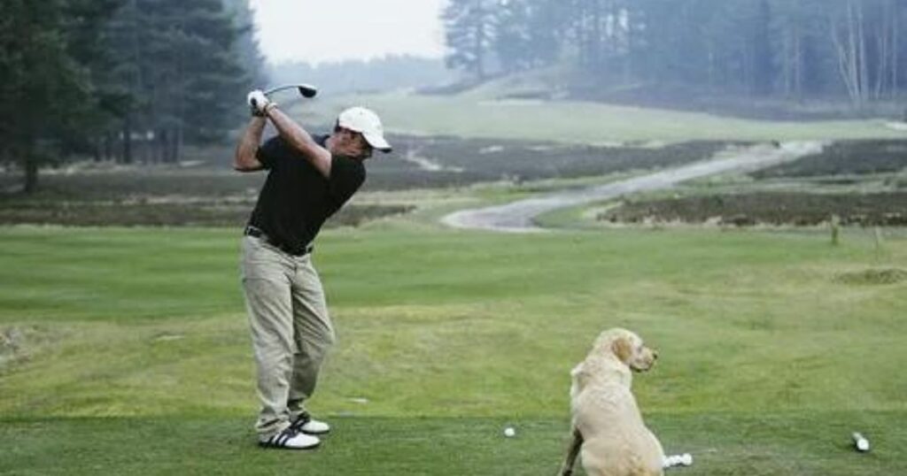 How long can dogs choke on golf balls
