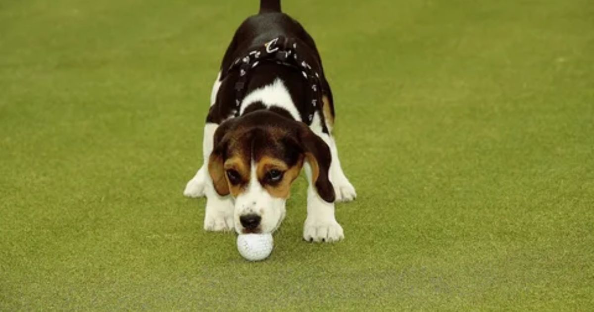Can A Dog Swallow A Golf Ball?