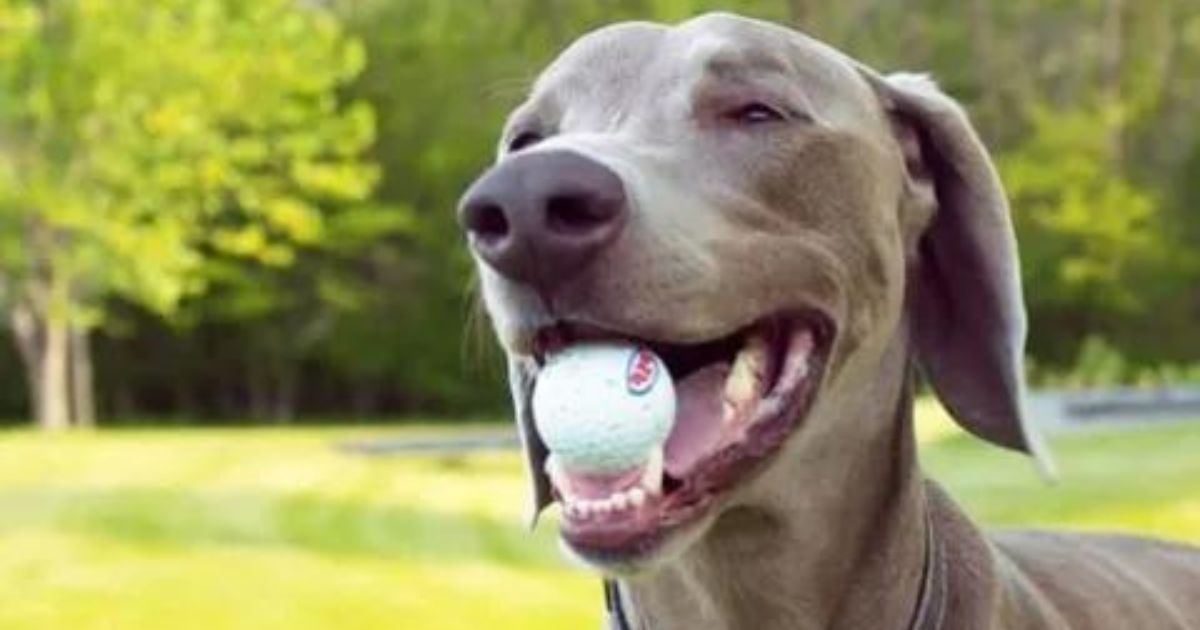 Can Dogs Choke On Golf Balls?